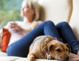 relaxed organized working mom with dog