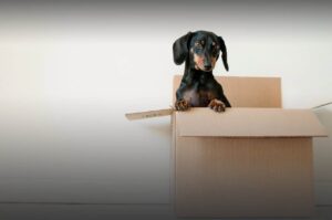 Puppy in moving box
